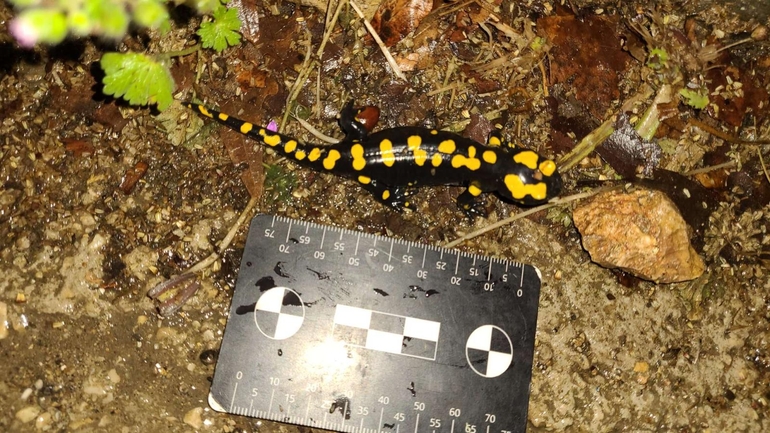 Salamandra infraimmaculata  photographed by רמדאן עיסא 