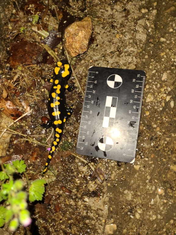 Salamandra infraimmaculata  photographed by רמדאן עיסא 