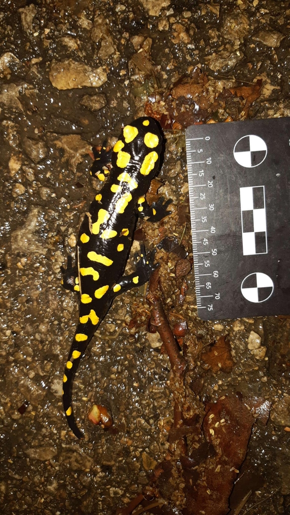 Salamandra infraimmaculata  photographed by רמדאן עיסא 