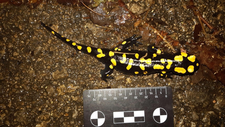 Salamandra infraimmaculata  photographed by רמדאן עיסא 