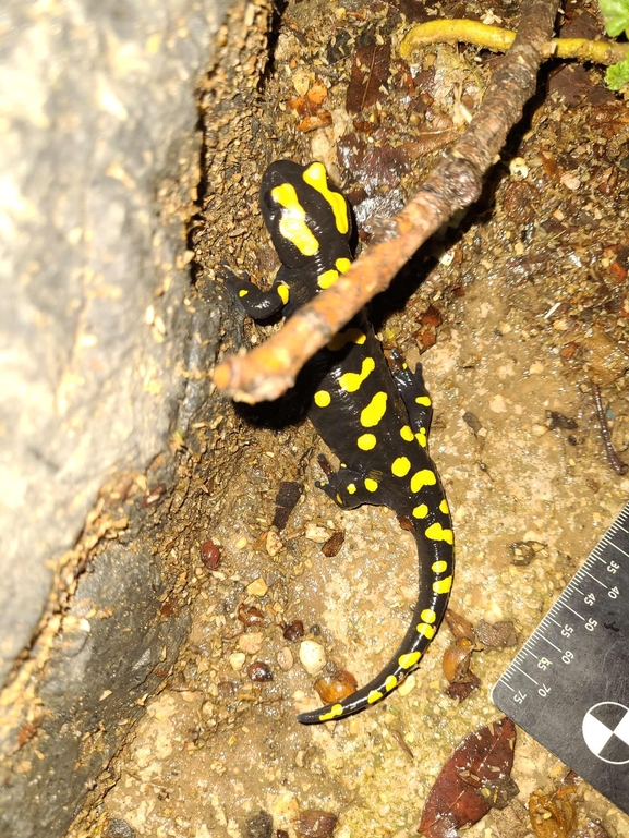 Salamandra infraimmaculata  photographed by רמדאן עיסא 