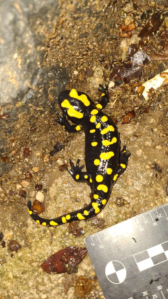 Salamandra infraimmaculata  photographed by רמדאן עיסא 