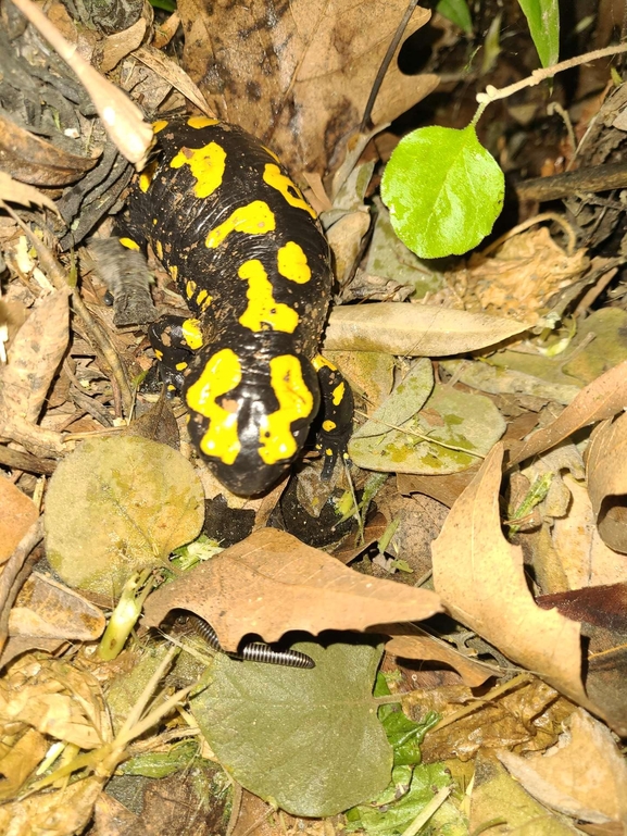 Salamandra infraimmaculata  photographed by רמדאן עיסא 