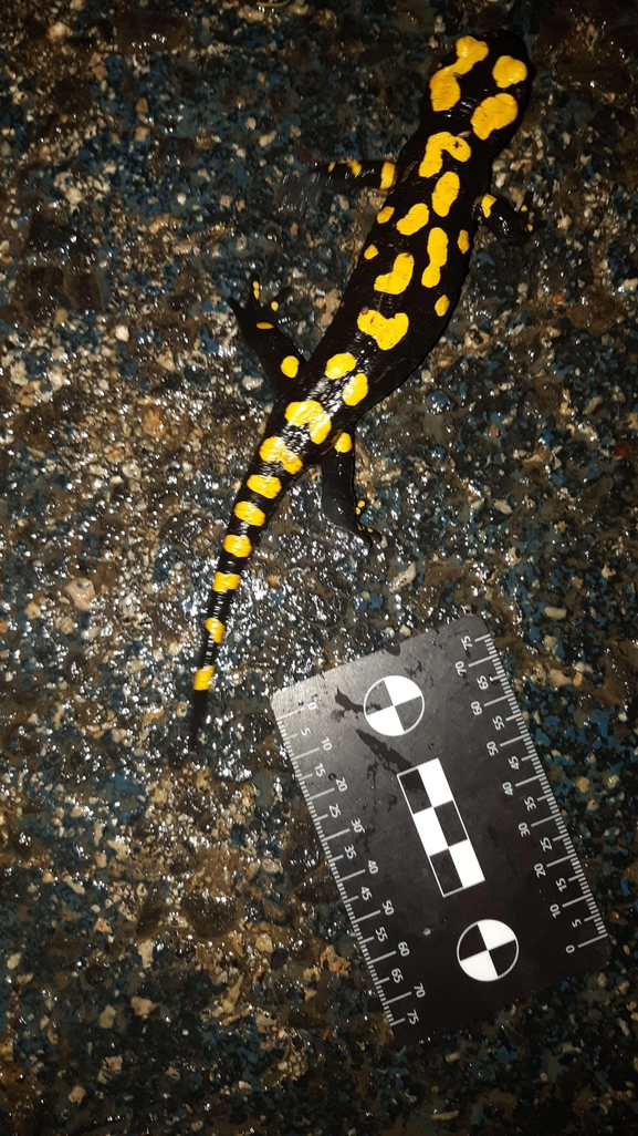 Salamandra infraimmaculata  photographed by רמדאן עיסא 