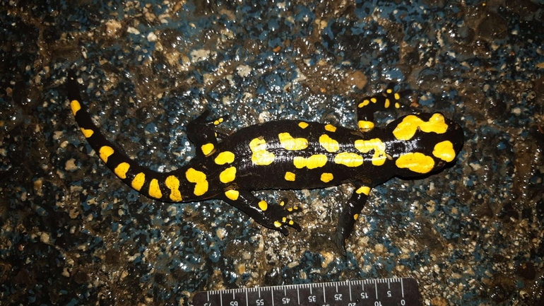 Salamandra infraimmaculata  photographed by רמדאן עיסא 