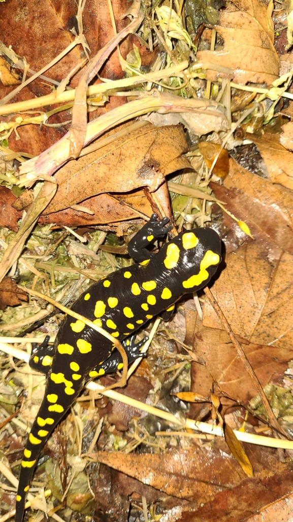 Salamandra infraimmaculata  photographed by רמדאן עיסא 