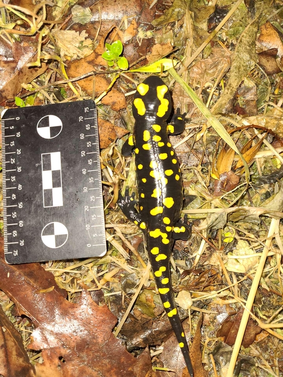 Salamandra infraimmaculata  photographed by רמדאן עיסא 