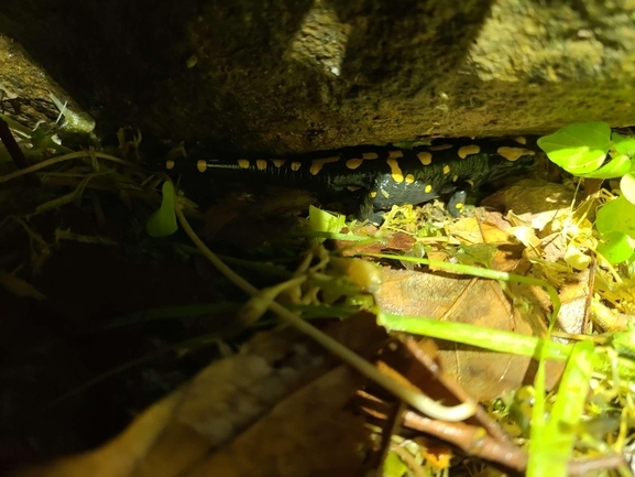 Salamandra infraimmaculata  photographed by רמדאן עיסא 