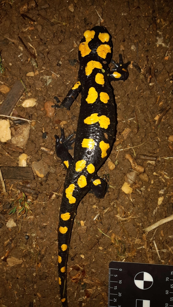 Salamandra infraimmaculata  photographed by רמדאן עיסא 