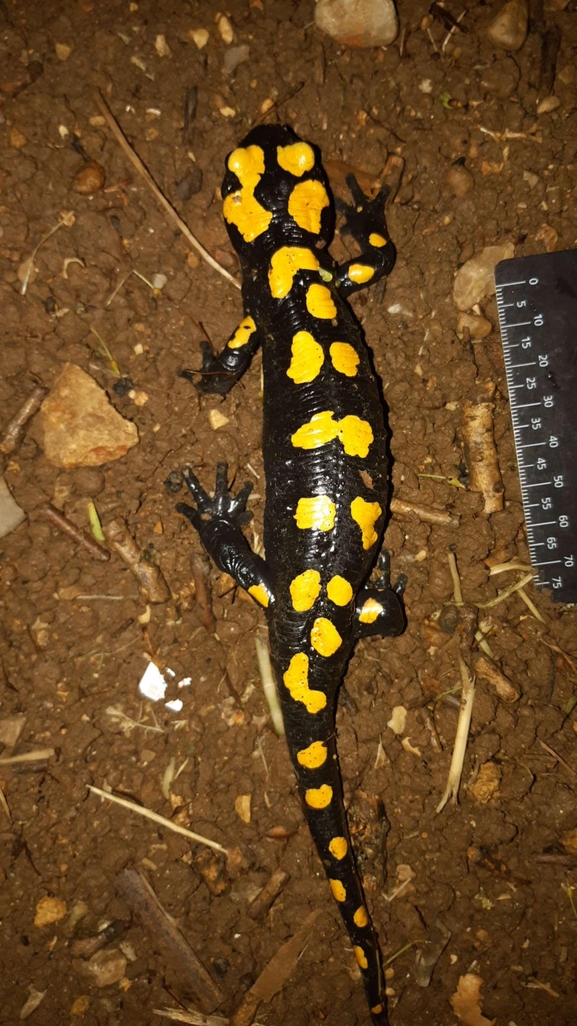 Salamandra infraimmaculata  photographed by רמדאן עיסא 