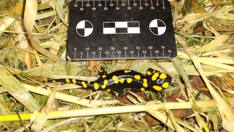 Salamandra infraimmaculata  photographed by רמדאן עיסא 