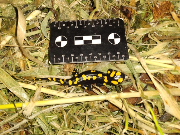 Salamandra infraimmaculata  photographed by רמדאן עיסא 