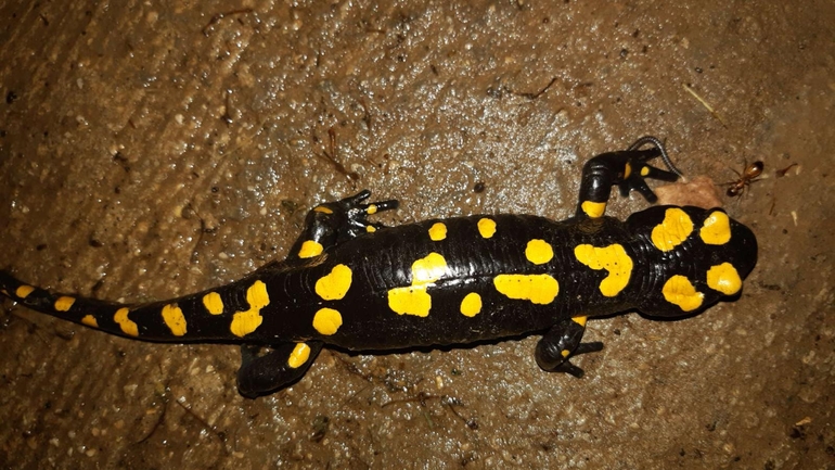 Salamandra infraimmaculata  photographed by רמדאן עיסא 