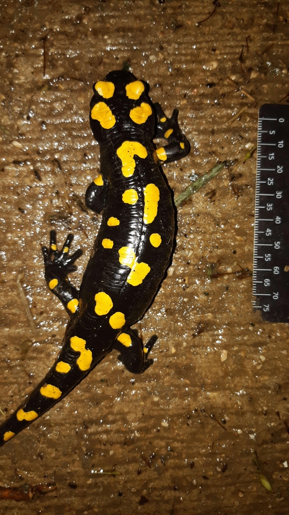 Salamandra infraimmaculata  photographed by רמדאן עיסא 