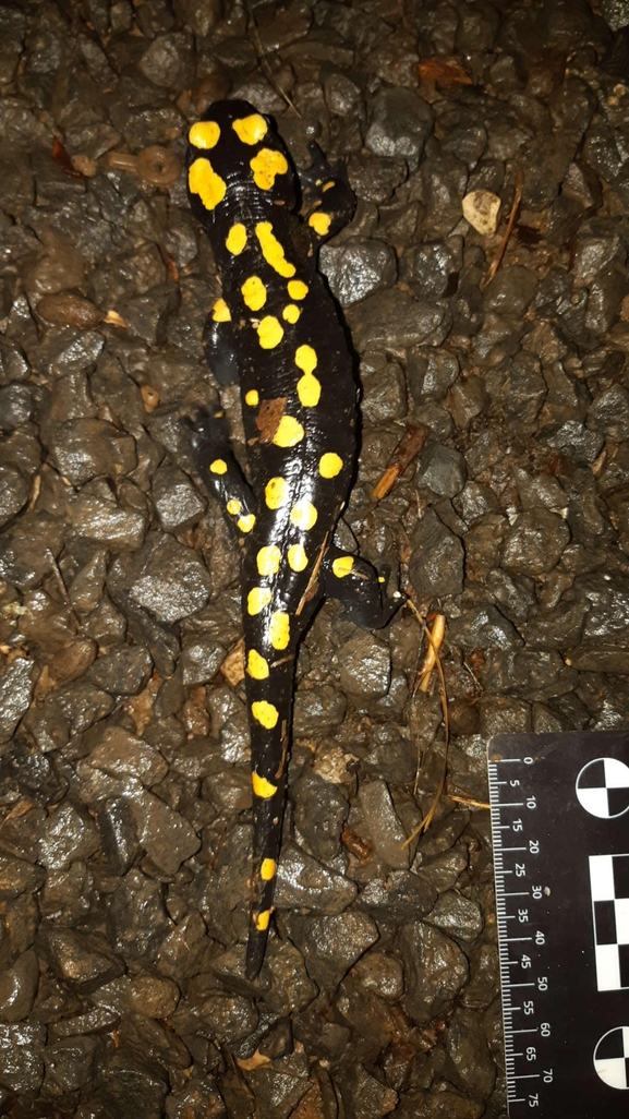 Salamandra infraimmaculata  photographed by רמדאן עיסא 