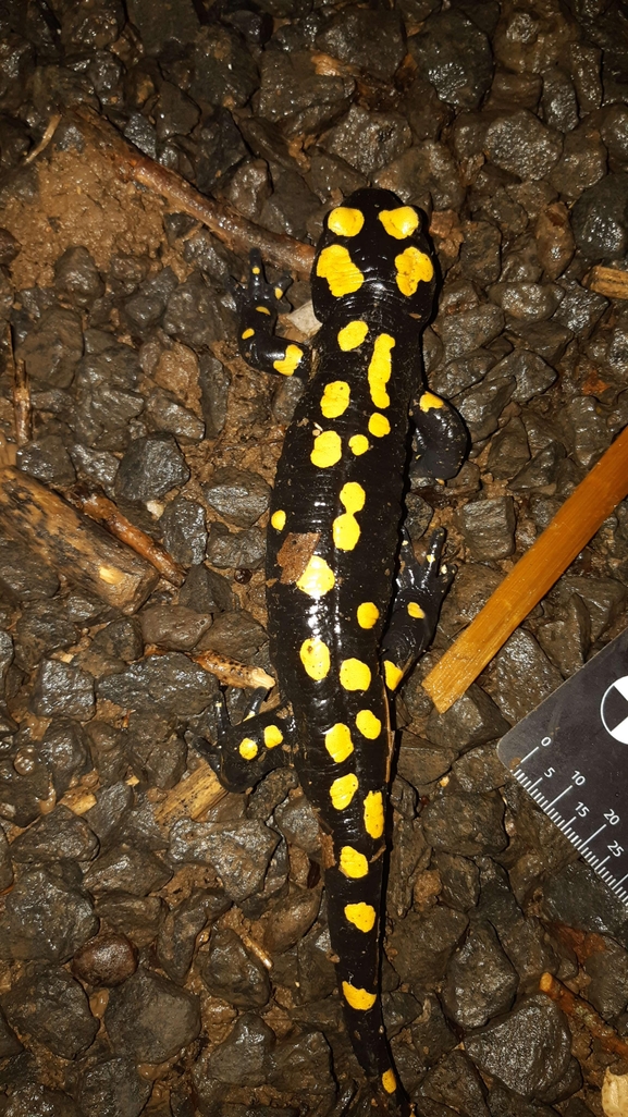 Salamandra infraimmaculata  photographed by רמדאן עיסא 