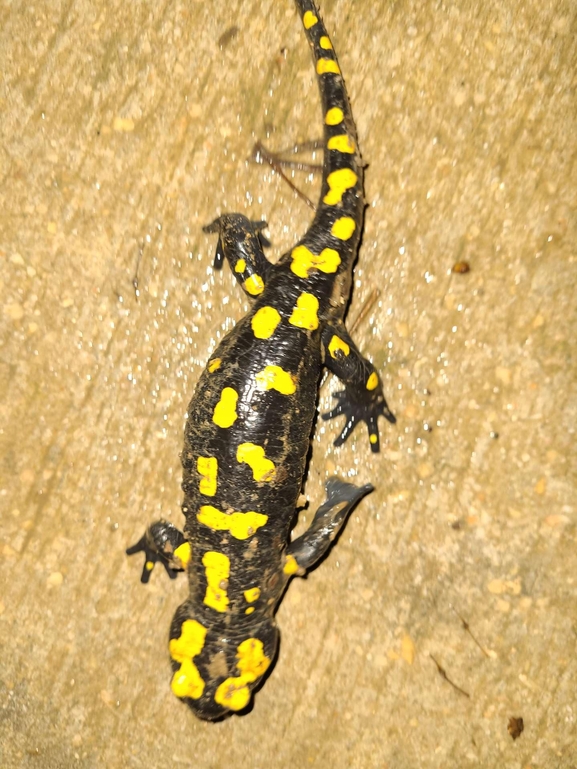 Salamandra infraimmaculata  photographed by רמדאן עיסא 