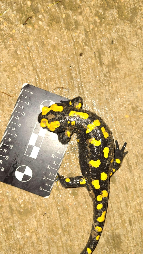 Salamandra infraimmaculata  photographed by רמדאן עיסא 