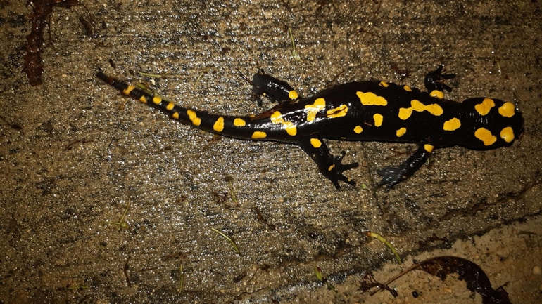 Salamandra infraimmaculata  photographed by רמדאן עיסא 