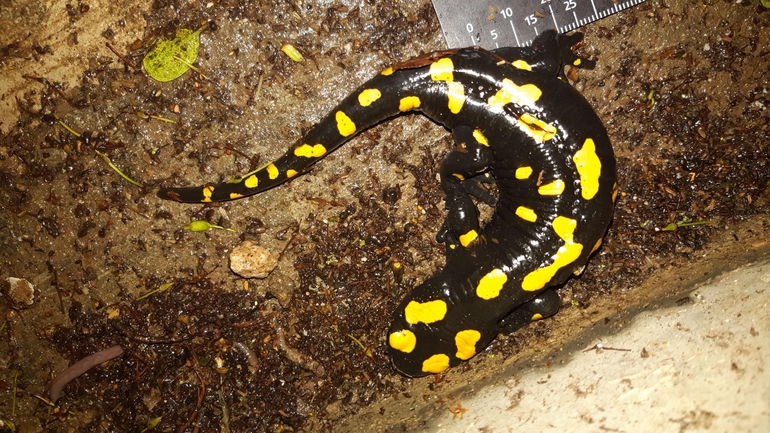 Salamandra infraimmaculata  photographed by רמדאן עיסא 