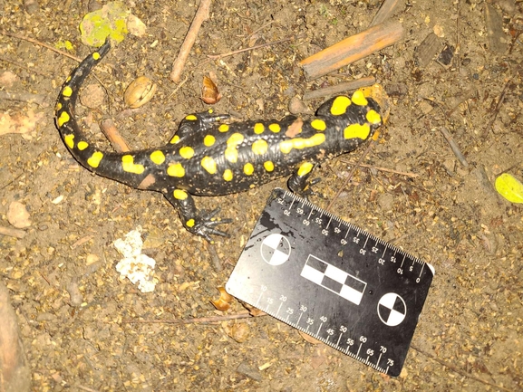 Salamandra infraimmaculata  photographed by רמדאן עיסא 