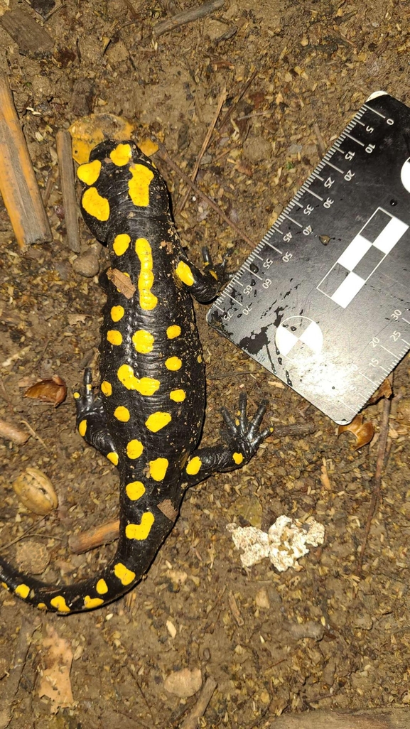 Salamandra infraimmaculata  photographed by רמדאן עיסא 