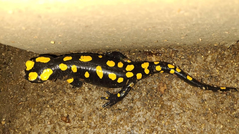 Salamandra infraimmaculata  photographed by רמדאן עיסא 