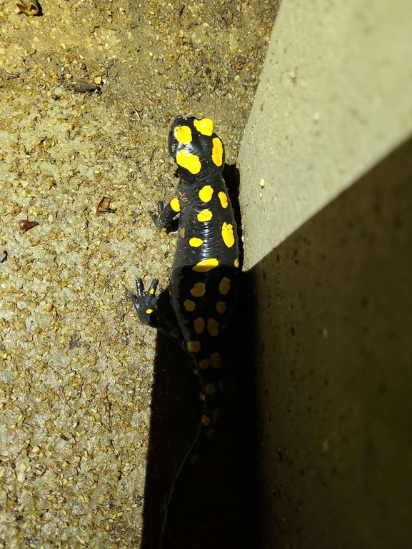 Salamandra infraimmaculata  photographed by רמדאן עיסא 