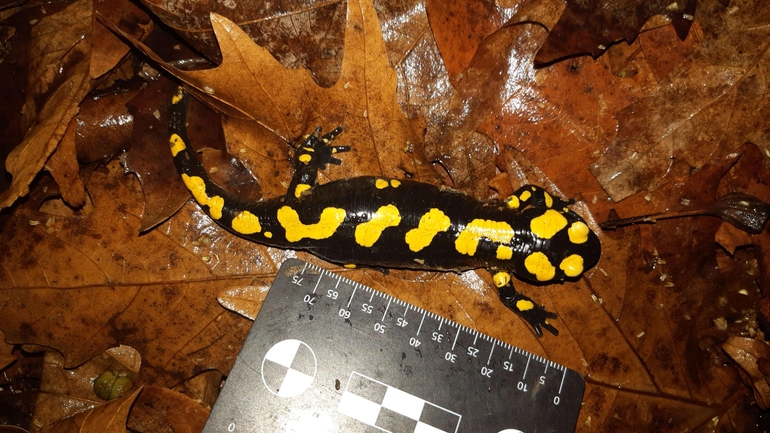 Salamandra infraimmaculata  photographed by רמדאן עיסא 