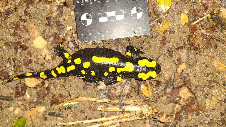 Salamandra infraimmaculata  photographed by רמדאן עיסא 