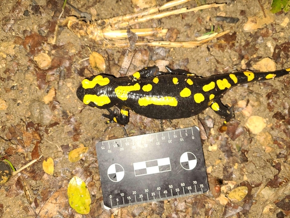 Salamandra infraimmaculata  photographed by רמדאן עיסא 