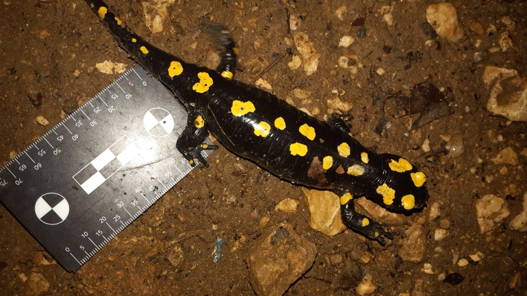 Salamandra infraimmaculata  photographed by רמדאן עיסא 