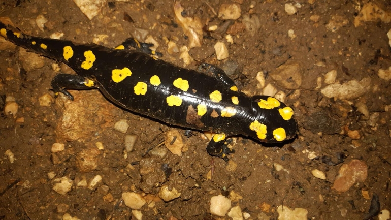 Salamandra infraimmaculata  photographed by רמדאן עיסא 