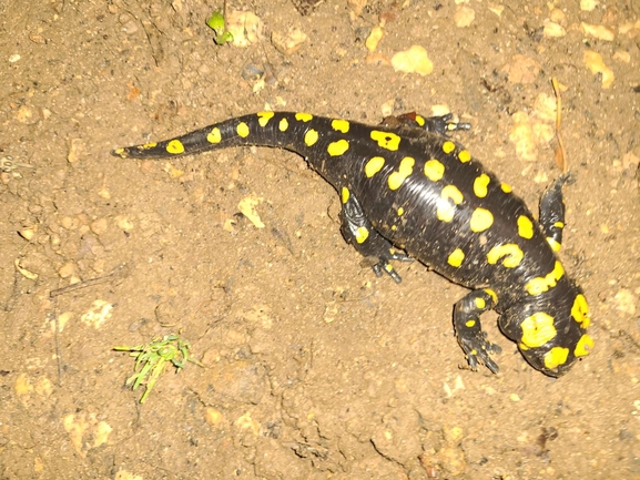 Salamandra infraimmaculata  photographed by רמדאן עיסא 