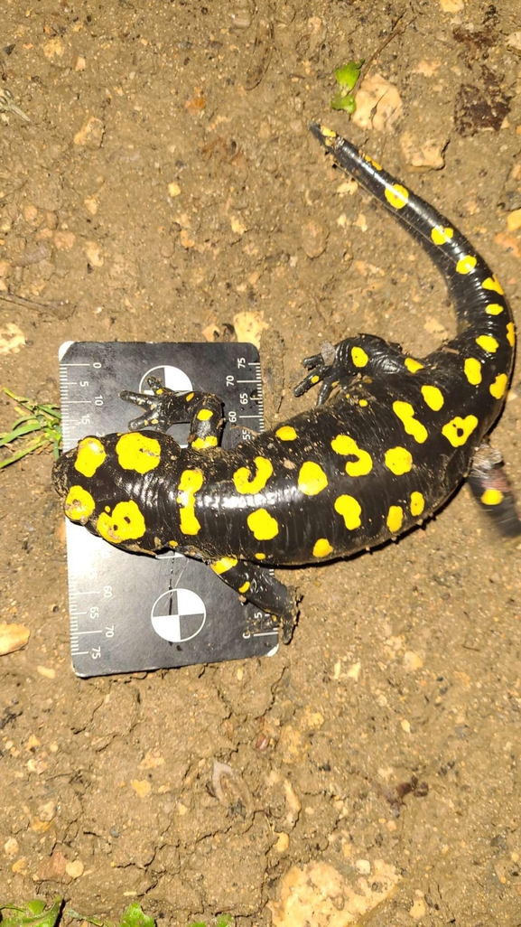 Salamandra infraimmaculata  photographed by רמדאן עיסא 