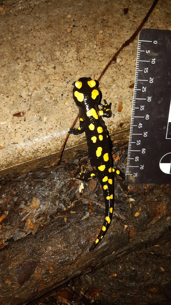 Salamandra infraimmaculata  photographed by רמדאן עיסא 