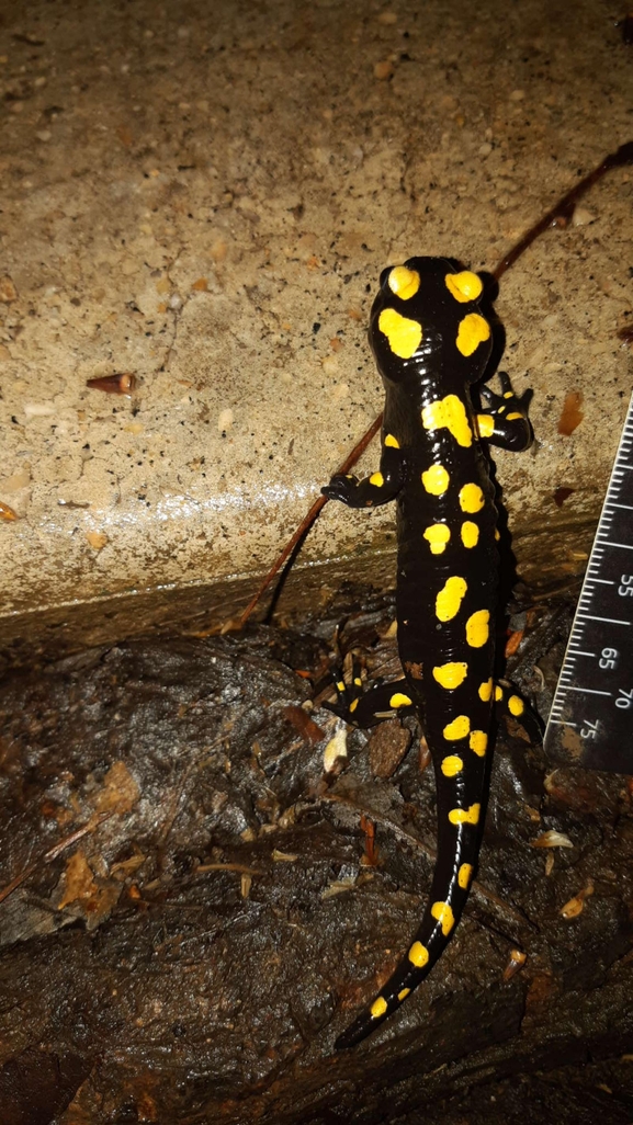 Salamandra infraimmaculata  photographed by רמדאן עיסא 