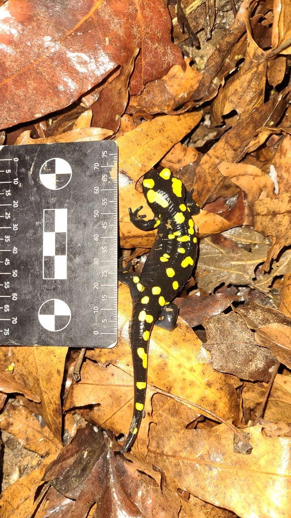 Salamandra infraimmaculata  photographed by רמדאן עיסא 