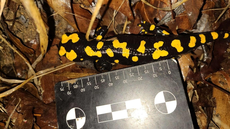 Salamandra infraimmaculata  photographed by רמדאן עיסא 