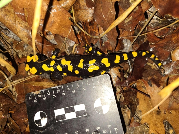 Salamandra infraimmaculata  photographed by רמדאן עיסא 