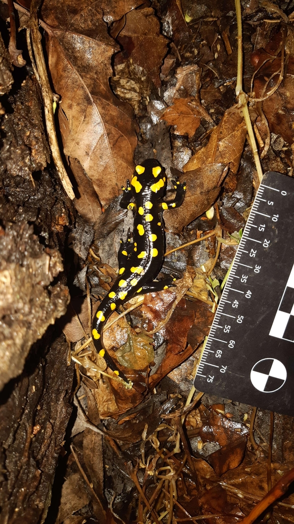 Salamandra infraimmaculata  photographed by רמדאן עיסא 