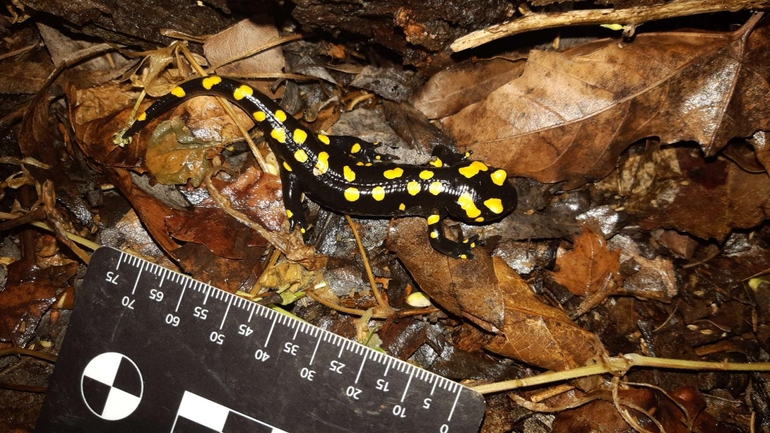 Salamandra infraimmaculata  photographed by רמדאן עיסא 