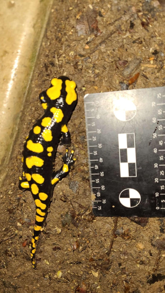 Salamandra infraimmaculata  photographed by רמדאן עיסא 