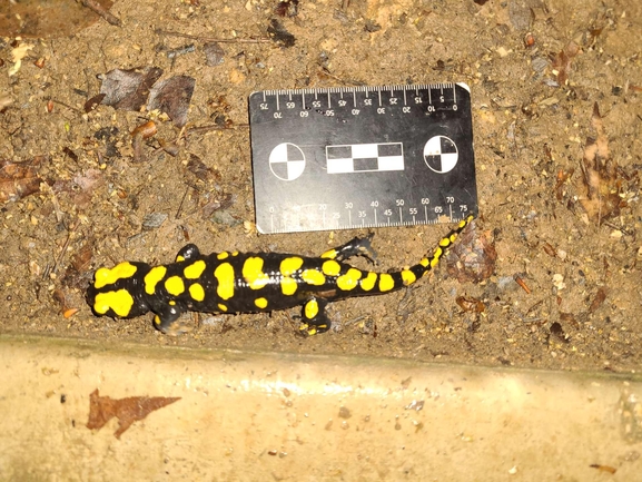 Salamandra infraimmaculata  photographed by רמדאן עיסא 