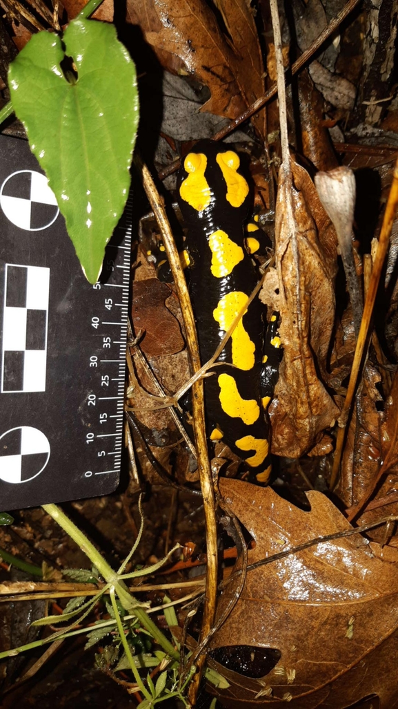 Salamandra infraimmaculata  photographed by רמדאן עיסא 