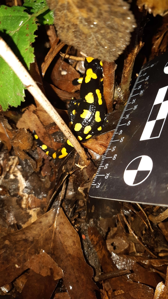 Salamandra infraimmaculata  photographed by רמדאן עיסא 