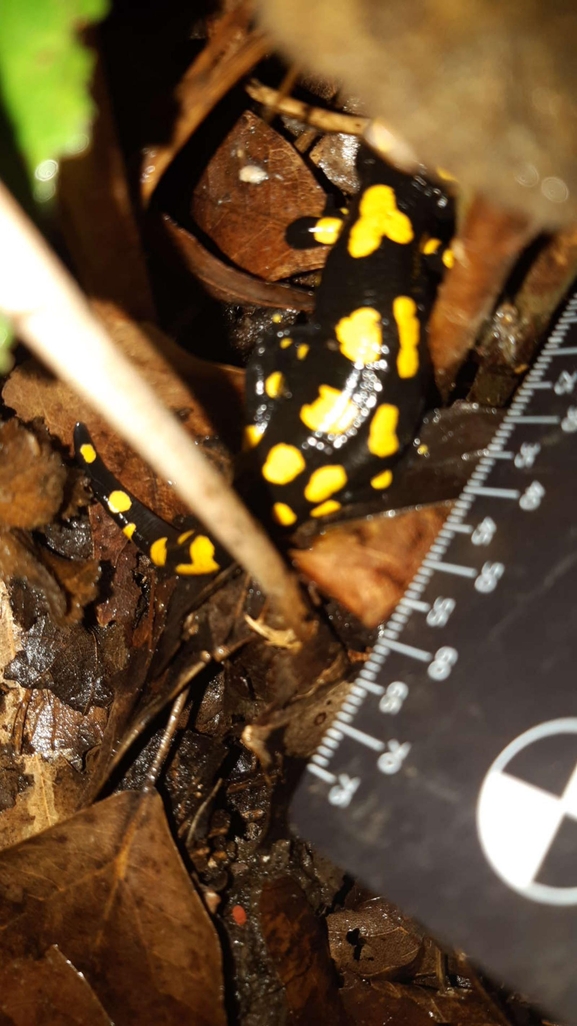 Salamandra infraimmaculata  photographed by רמדאן עיסא 