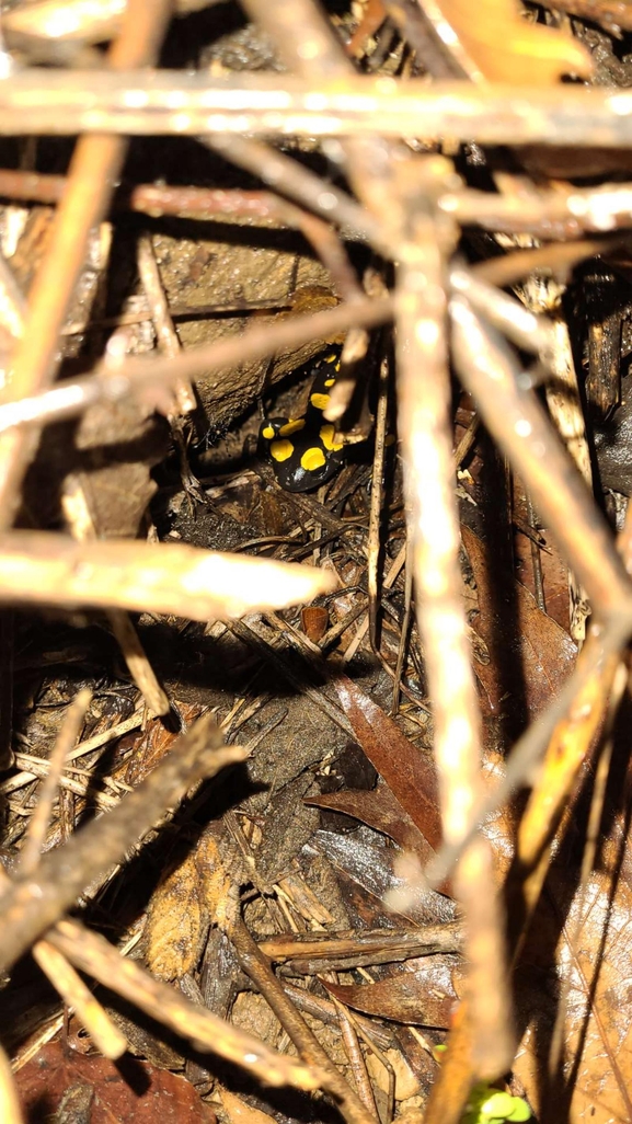 Salamandra infraimmaculata  photographed by רמדאן עיסא 