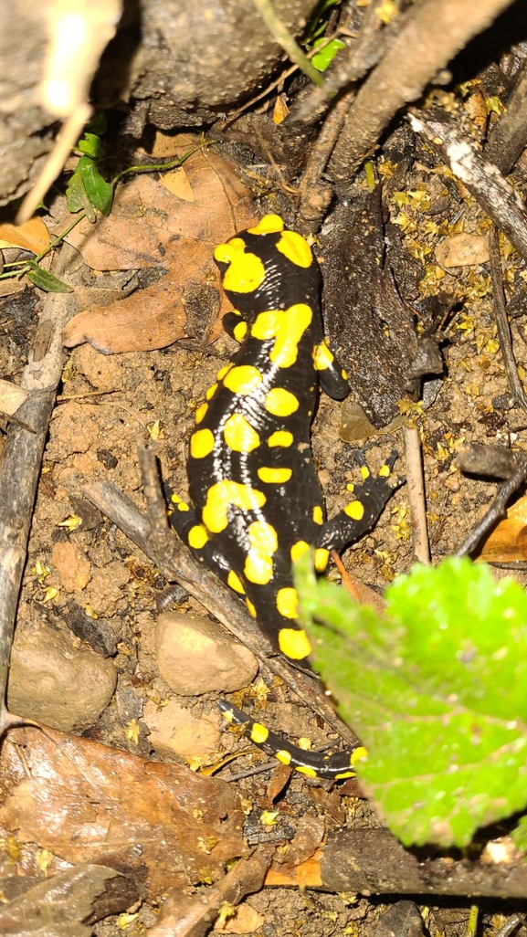 Salamandra infraimmaculata  photographed by רמדאן עיסא 