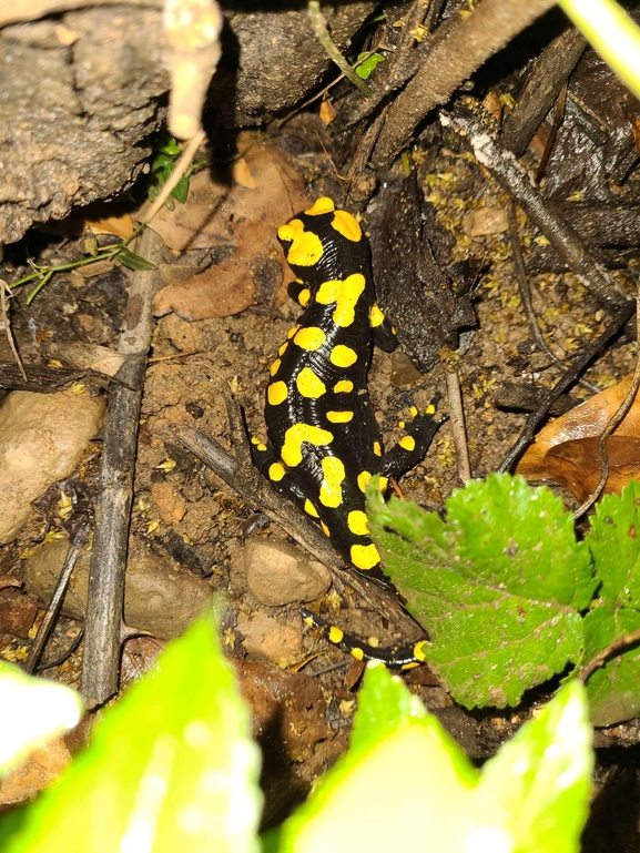 Salamandra infraimmaculata  photographed by רמדאן עיסא 